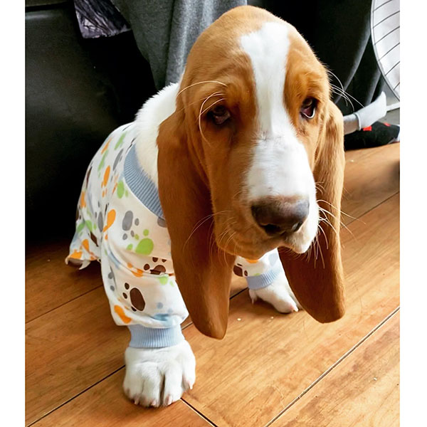 basset hound